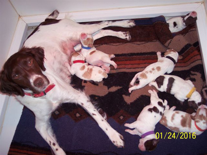 Mila with her puppies