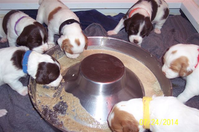 Darcy with Brittany puppies