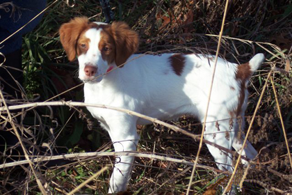 Ajax White Ice 15 week old brittany puppy