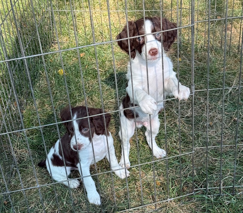 Guy-Cheeks liver male Brittany pups July 2025