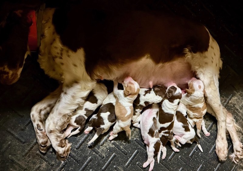 Guy-Cheeks Brittany pups July 2025