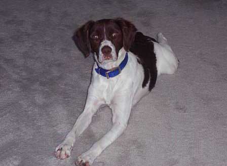 darcy laying on carpet