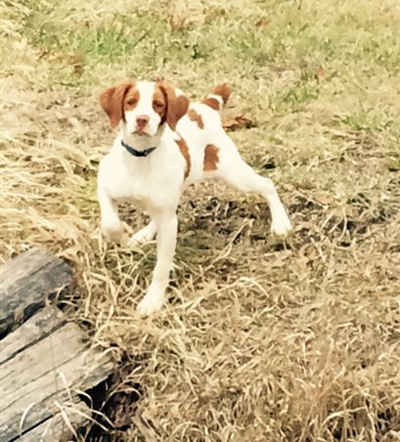 Gregg's Vintage Ajax brittany puppy
