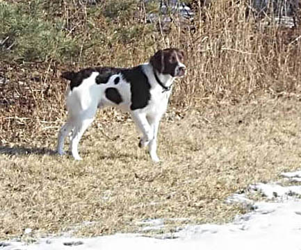 Jace, Brittany puppy from Ajax Brittany kennel