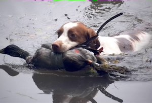 Lucky duck water retrieve  